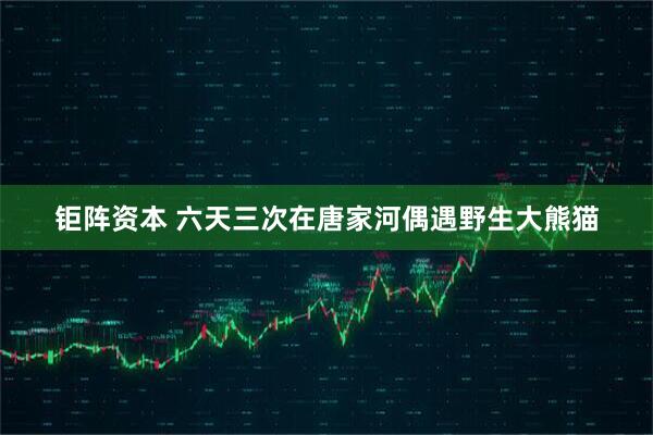 钜阵资本 六天三次在唐家河偶遇野生大熊猫